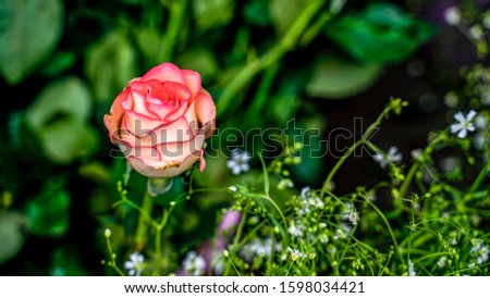 Bright picture of background full of color flowers