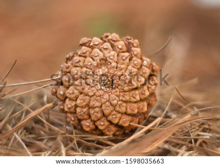 pine cone close up in tnaturehe ground