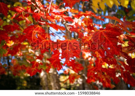 Beautiful forest in autumn colors 