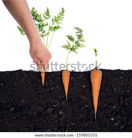 Looks can be deceptive.  Carrots in the ground. Royalty-Free Stock Photo #159805355