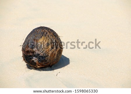 Coconut on a sandy beach, close-up view, Dominican Republic