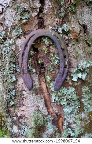 rusty horse horseshoe nailed to a wooden log                               