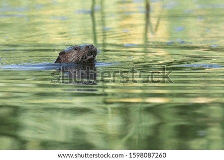 Otter (Lutra lutra) Malaga, Spain
