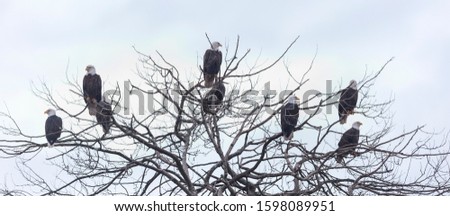 bald eagle predators at Delta BC Canada