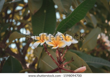 Frangipani flowers on a background of branches