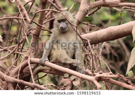 Baboon in Tanzania National Park.You can see habits and emotions.