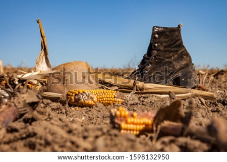 Corn and an old shoe on a harvested corn field