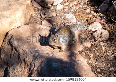 Western gray squirrel on a rock at the Grand Canyon trail - World Wonder
