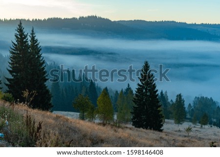Beautiful foggy sunrise in mountains, countryside scenery with tall spruce trees on the meadow, Romania