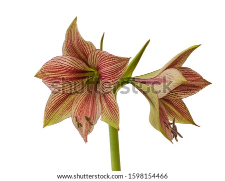 Close up of emerging bud of Amaryllis (Hippeastrum)  Butterfly Group "Exotic Star" on a white background isolated.