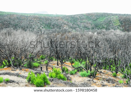 Effects of the Fire in a Forest
