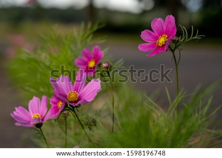 Pink Cosmos Close Up Background