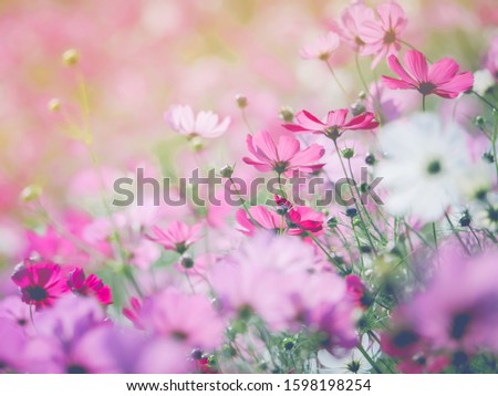 Beautiful Cosmos Flower in the field.