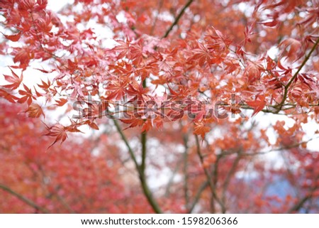 Red leaf background in winter