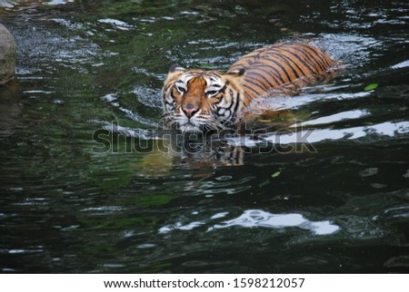 The Bengal Tiger swim at their nature habitat in Indonesia's Safari Park.
