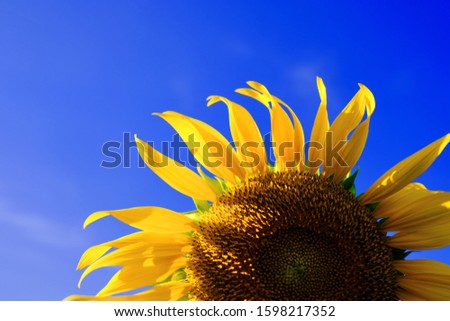 closeup sunflower with blue sky background