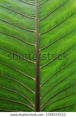 Close up green leaves have beautiful patterns, Natural background, Green leaf of Alocasia tree.