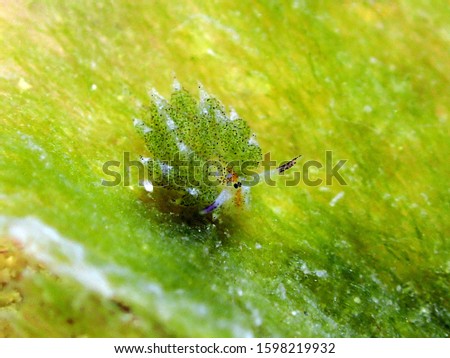 Costasiella sp, Seaslugs have no shells, quills or mantle cavities, frequent shallow water, and feed mainly on sea anemones.
