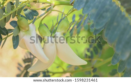 White Agasta flowers on the Agati or Humming bird tree in a farmer's garden, selective focused picture of white flowers of Sesbania grandiflora (L.) Pers, this tree is originally from India in Asia