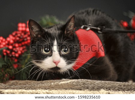 Black and white cat  on a Christmas background