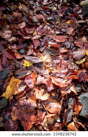 Daisen mountain trail with beautiful fallen leaves (Tottori, Japan)