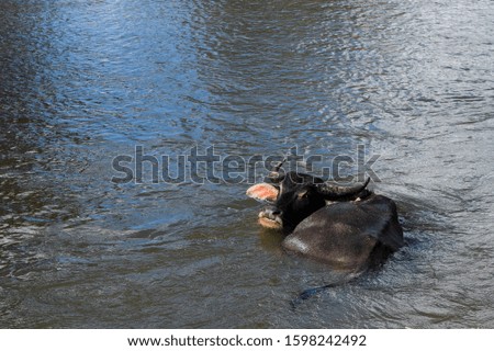 A buffalo is soaked in a stream