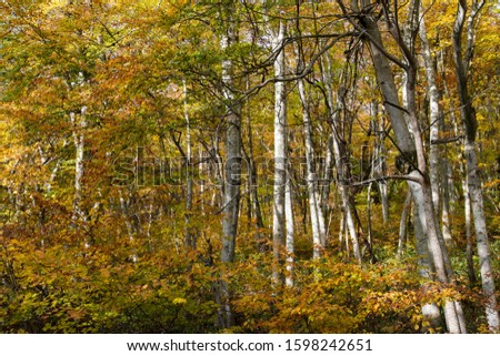 Autumn Mt.Daisen with beautiful beech forest (Tottori, Japan)