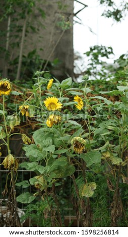 Sunflowers that are almost withering are in the garden