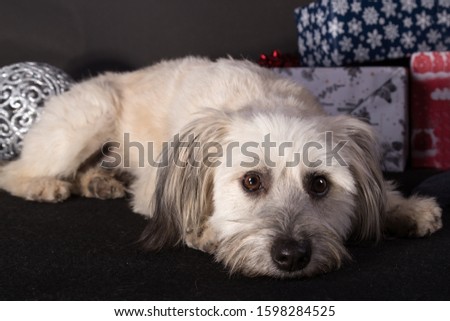 Funny white dog. Beautiful shaggy dog. Portrait of a beautiful shaggy white dog close-up.