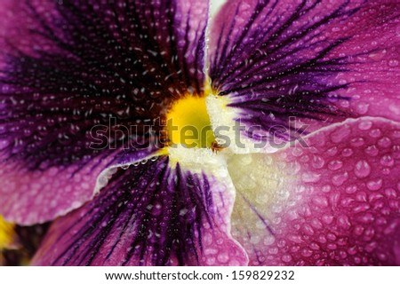 Beautiful Purple Pansy Violet Flower with Water Drops