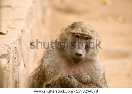 The Olive baboon Naughty Style Isolated 