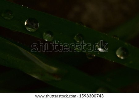 Water drops on green leaves. Dew or rain drops in the garden concept. 