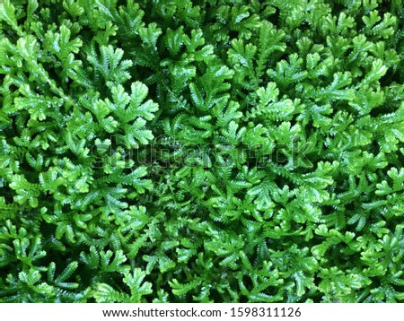 Green nature background picture. Fresh green fern , after rain in tropical forests of Thailand, green plant background image on a black background , Beautiful nature illustrations after the rain