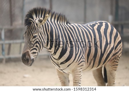 A Zebra Closeup View For Your Project