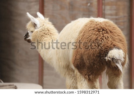 A Isolated Llama Standing In The Park