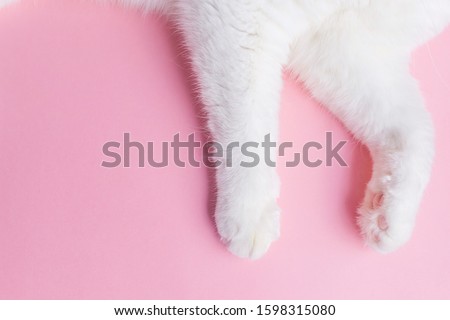White cat's paws on a pastel pink background. Copyspace, minimalism. The concept of caring for pets, keeping cats.
