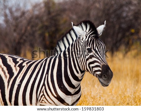 Zebra viewed on safari game drive