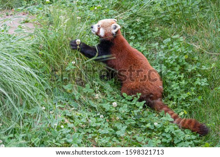 The red panda (Ailurus fulgens) is a mammal native to the eastern Himalayas and southwestern China.Image.