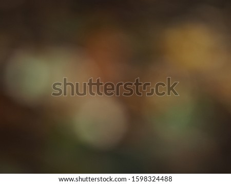 autumn forest colours various backgroung