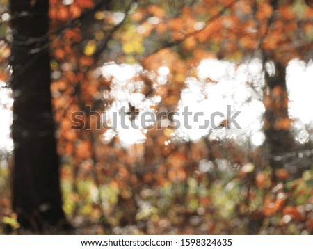 autumn forest colours various backgroung