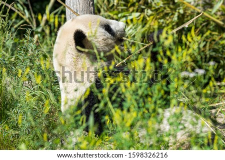 The giant panda lives in a few mountain ranges in central China, mainly in Sichuan, but also in neighbouring Shaanxi and Gansu.Image.