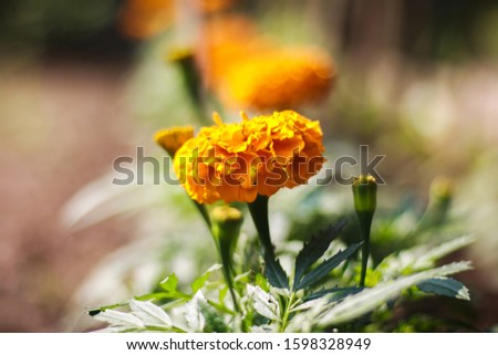 Marigold flower picture in Bangladesh