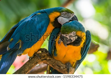Ara ararauna, blue-and-yellow macaw parrot bird in Parque das aves, Foz do Iguacu, Parana state, Brazil bird park Iguazu Falls
