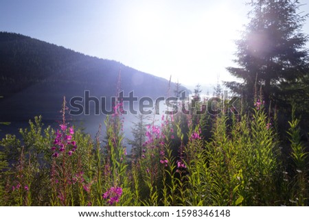 beautiful mountain landscape with  pink Chamaenerion in the background,  Lacul Vidra,  Romania
