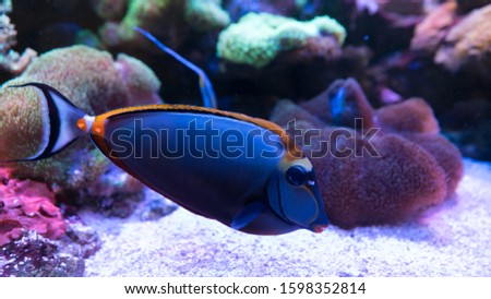 Orangespine unicornfish swimming In Aquarium. selective focus