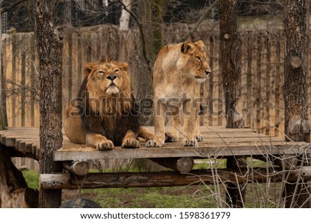 Lion with lioness .Resting lion and lioness standing by him. Panthera Persica