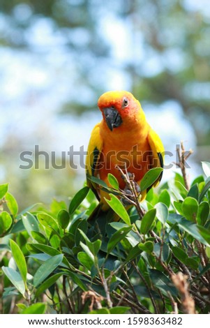 Beautiful Sun Conure bird perching on a branch 