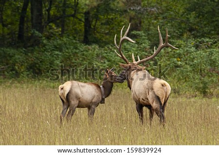 Male and female Elk touching noses.