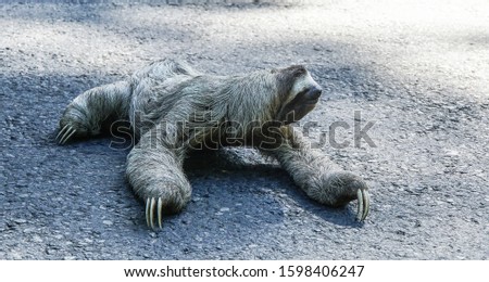 Sloth crossing street in Costa Rica 
