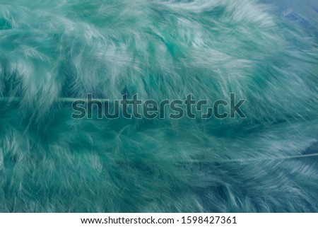 Close up Beautiful green trends bird  feather pattern texture background. Macro photography view. 
